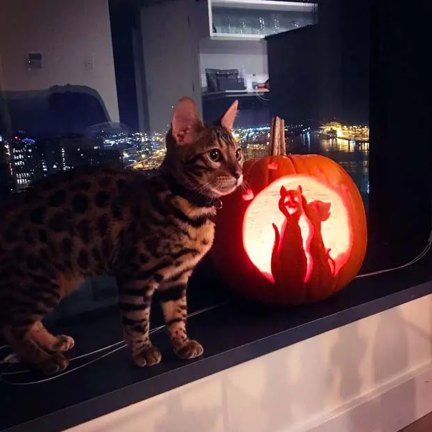 Bengal kitten posing next to a pumpkin for Halloween