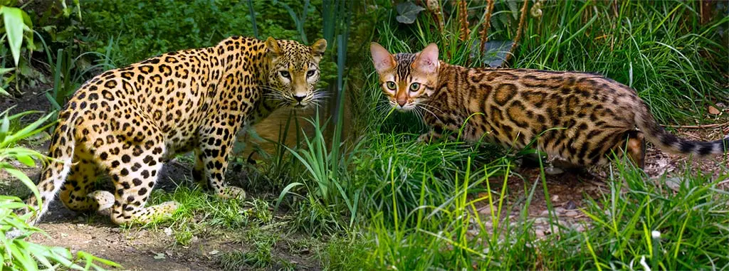 Bengal cat vs Leopard Rosettes