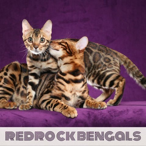 Bengal Cat Breeders in New Jersey, USA | Bengalcats.co ...