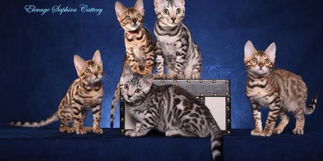 Directory Listings Archive Page 10 Of 16 Bengal Cats