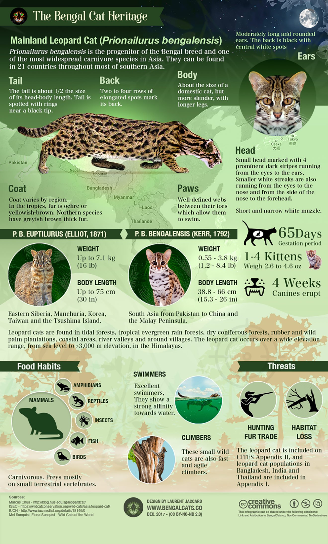 Infographic about the Asian Leopard cat (Prionailurus bengalensis)