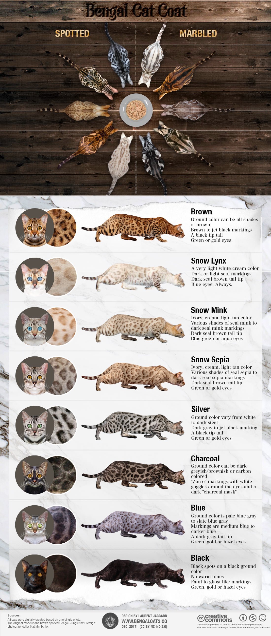 Infographic showing all the colors and patterns of Bengal cats