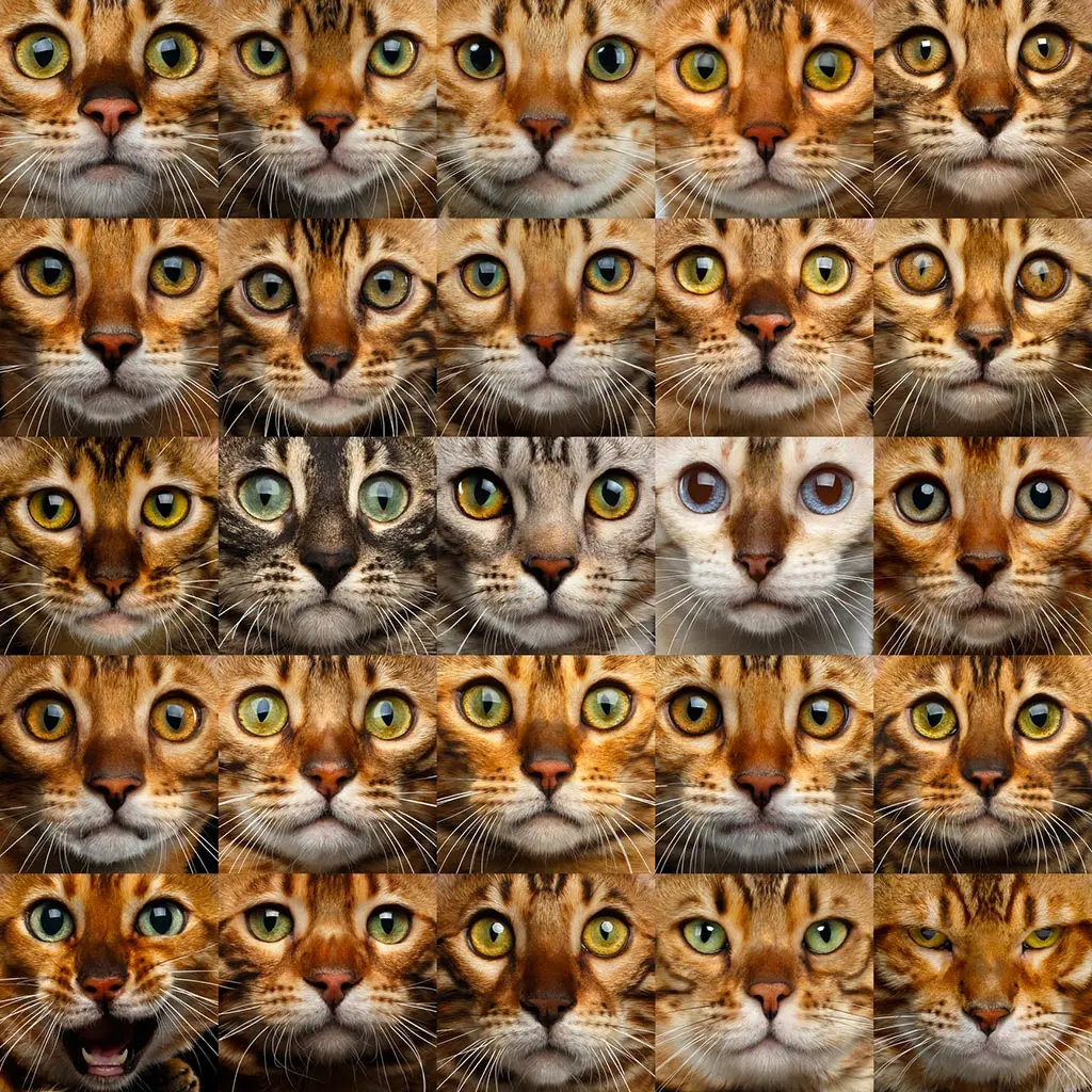 Les couleurs des yeux des chats Bengal