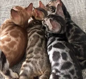Bengal kittens various colors