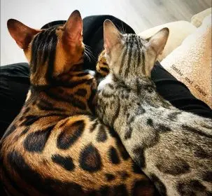 Brown and silver Bengal cats