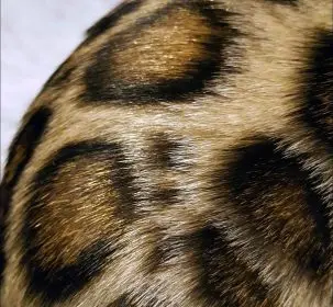 Brown Bengal cat closeup rosette