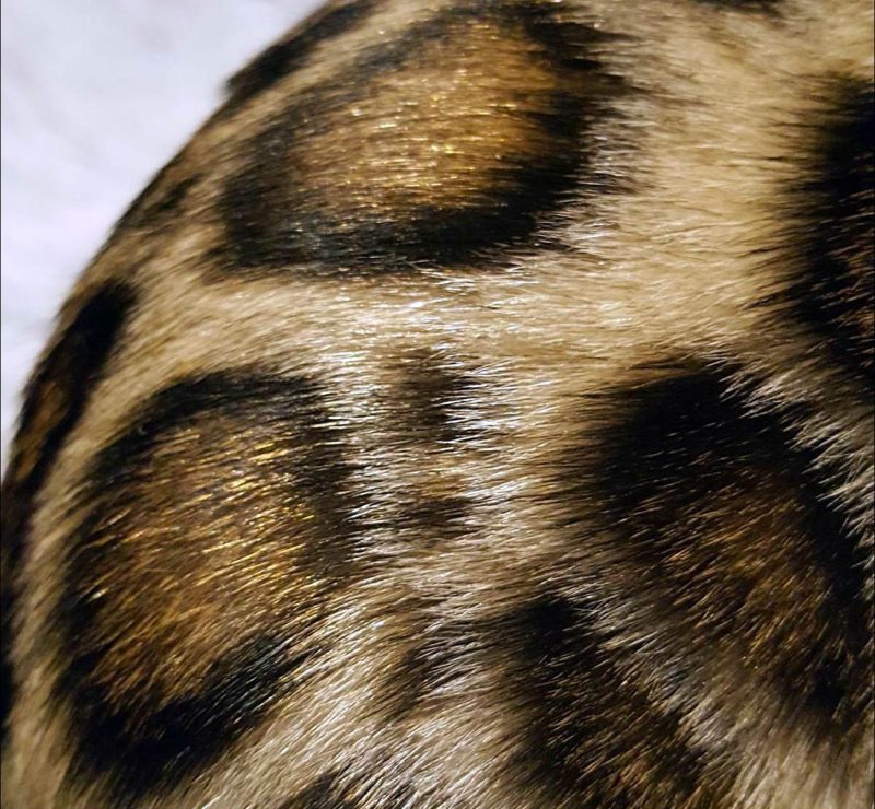 Bengal Cat Colors And Patterns Visual Guide 2424