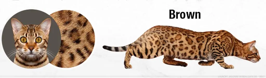 Brown Bengal Cat Colors