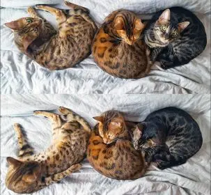 Brown rosetted Bengal cats