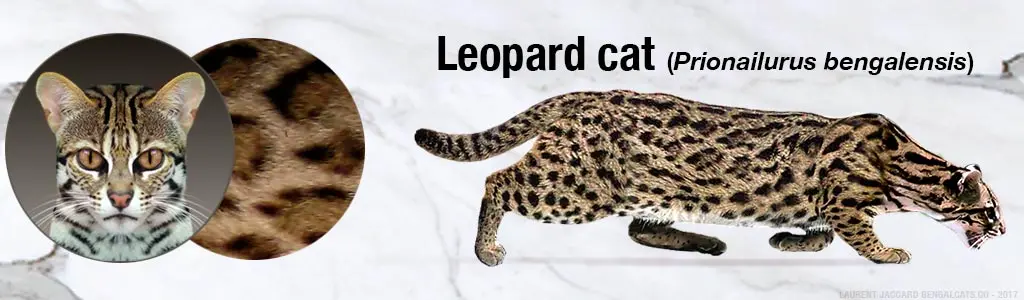 Leopard cat coat color and pattern