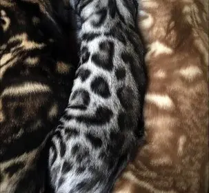 Marbled and spotted Bengal cat patterns