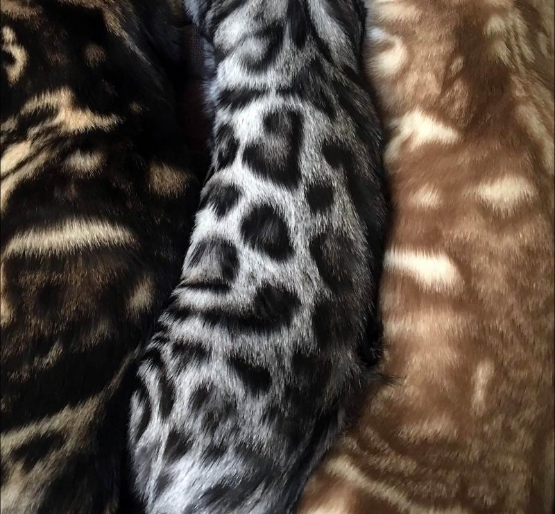 Bengal Cat Colors and Patterns Visual Guide