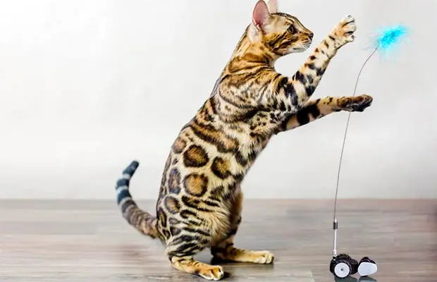 Petronics Mousr interactive robot cat toy
