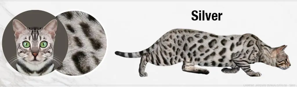 Silver Bengal Cat Colors
