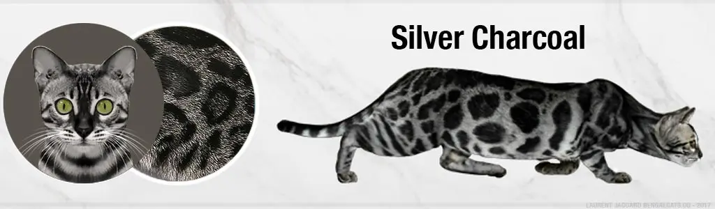 Silver Charcoal Bengal cat color