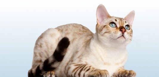 The Snow Bengal Cat Snow Bengal Cat: Everything You Need To Know
