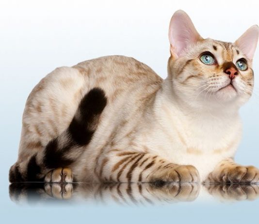 The Snow Bengal Cat Snow Bengal Cat: Everything You Need To Know