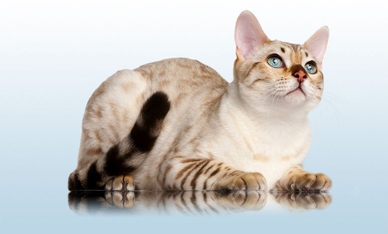 Snow Bengal Cat: Everything You Need To Know