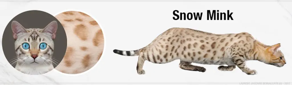 Snow Mink Bengal Cat Colors