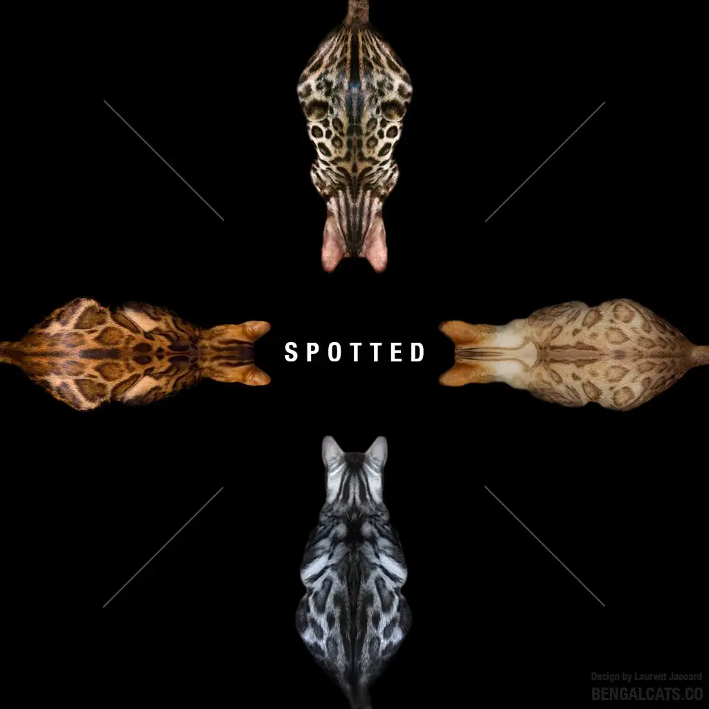 Spotted Bengal Cat Pattern