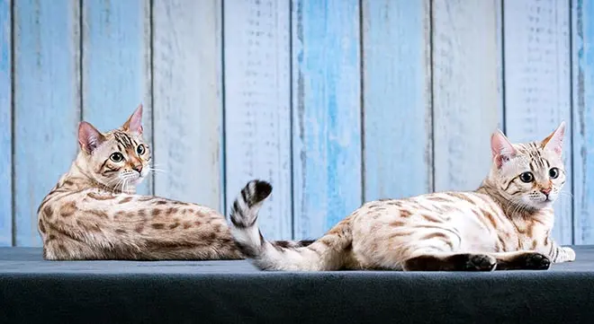 Two snow Bengal cats sitting back to back