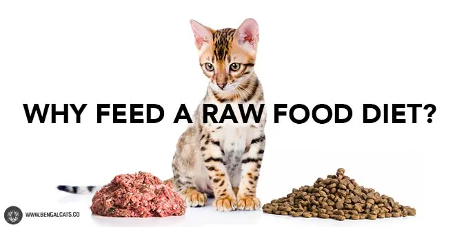 Raw food diet benefits for cats