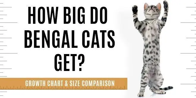 How Big Will a Full Grown Bengal Cat Be?