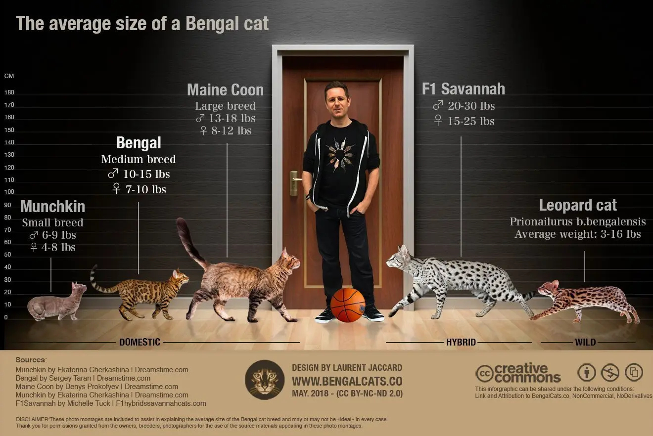 Bengal cats average size comparison