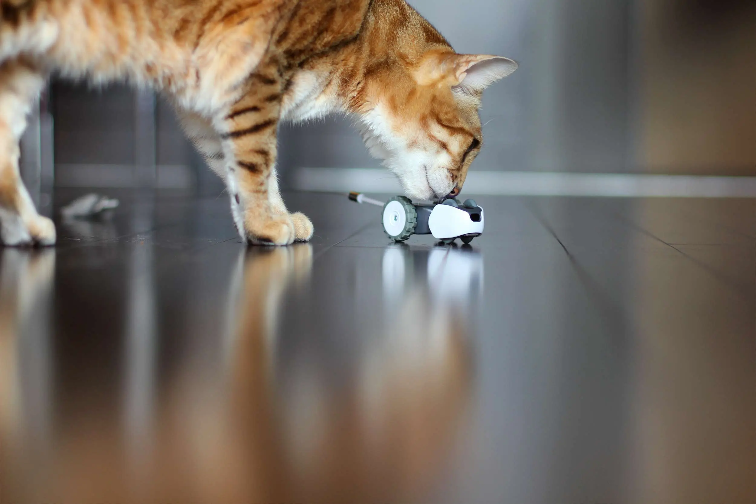 Mousr, intelligent robotic cat toy with a Bengal cat