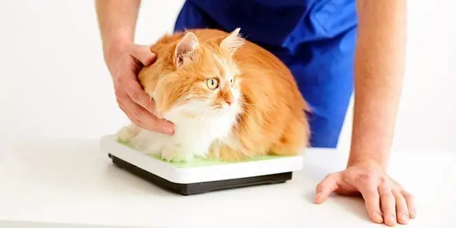 Signs of Diabetes in Cats