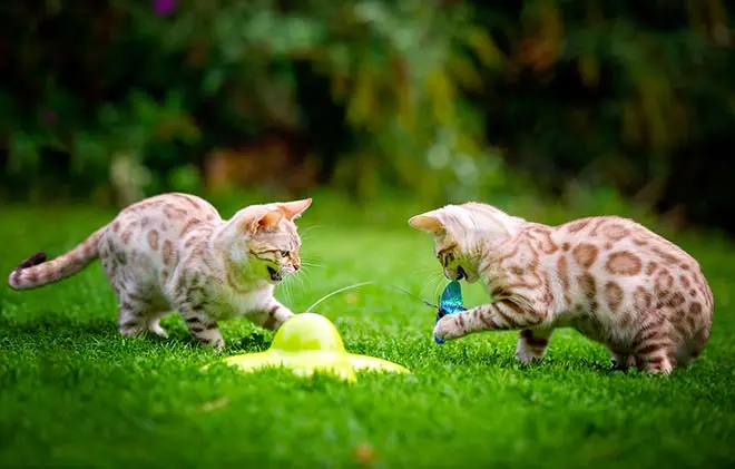 2 Snow Bengal kittens playing in the grass