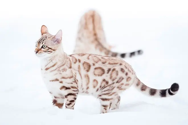 Two Snow Bengal cats playing in the snow