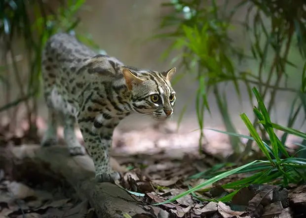 Leopard cat hunting in the jungle