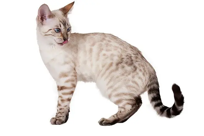 lynx point snow bengal