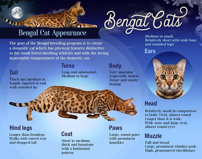 Bengal cats physical appearance