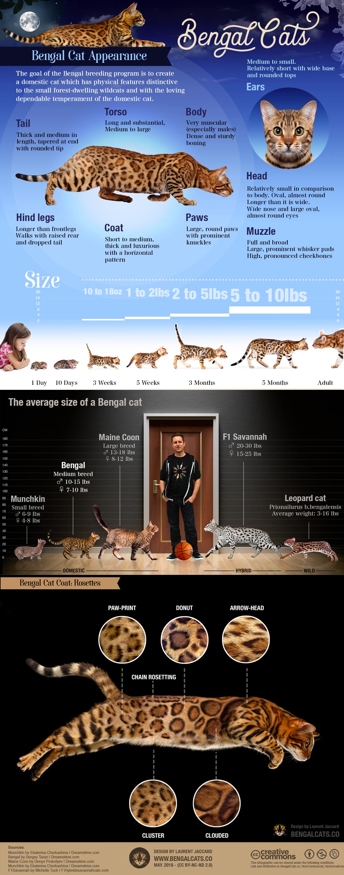 Bengal cat breed Infographic