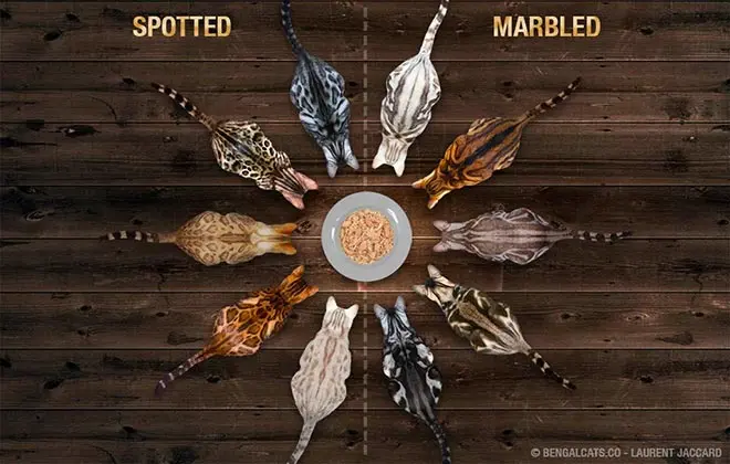 Bengal cat coat colors: Spotted vs Marbled