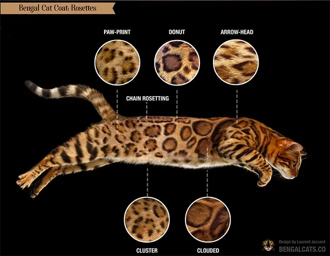 Different types of rosettes on a Bengal cat