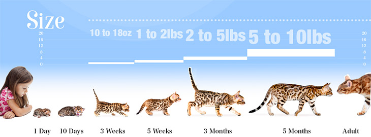 Bengal kitten to adulthood size growth 