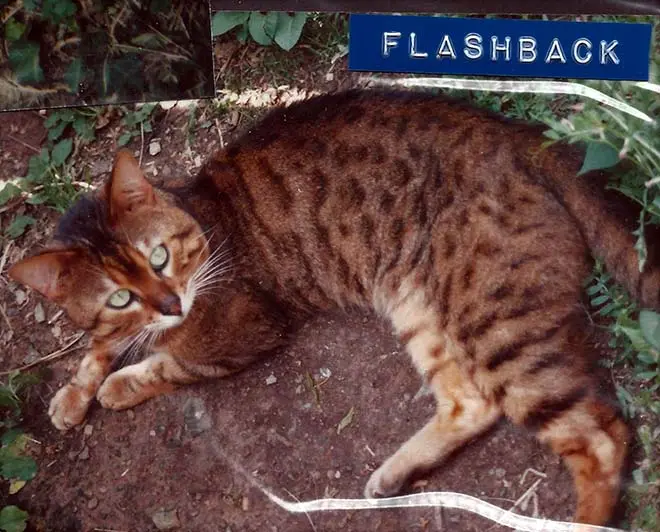 Belltown Flashback of Millwood Breeding Males 1996
