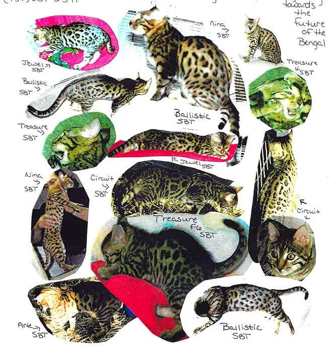 Jumanji Bengals in 1997