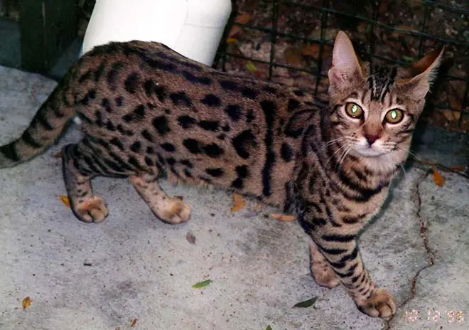 Millwood kichain (7 months) Bengal cat
