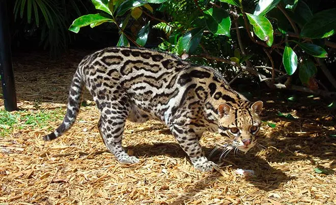 Pantherridge Ocelot pattern and rosettes