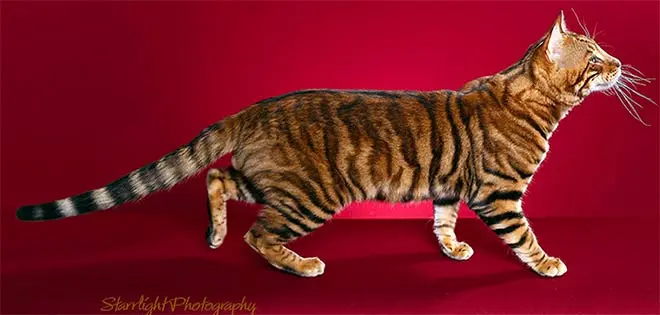Rosetted Toyger Cat