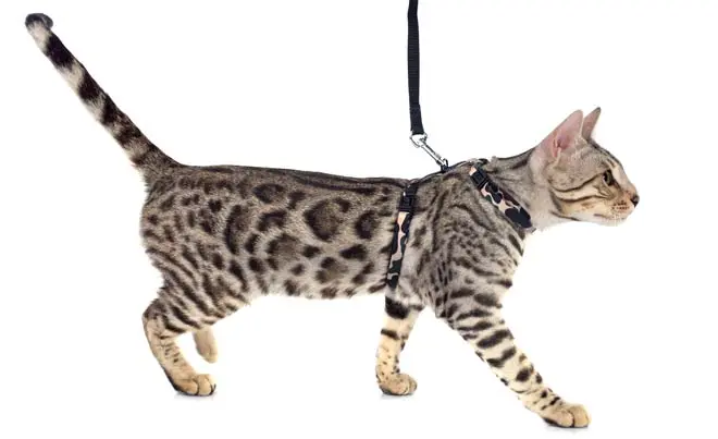 Bengal cat walking with harness and leash