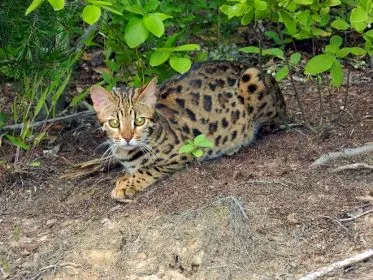 F1 Bengal cat Jungletrax