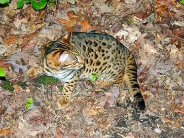 Jungletrax F1 Bengal cat female