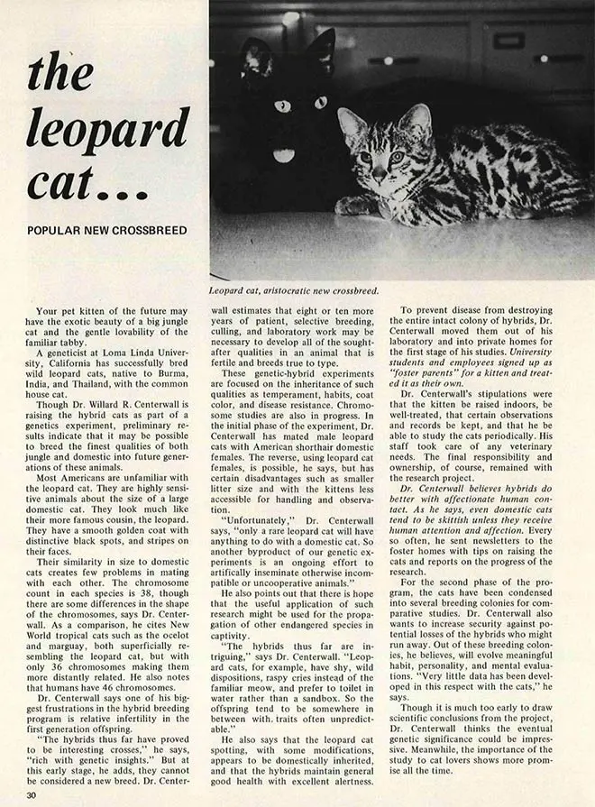 Leopard cat popular new crossbreed article