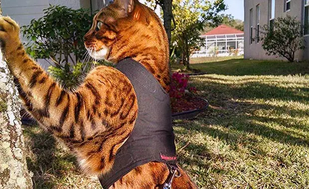 Mynwood Cat Jacket Harness