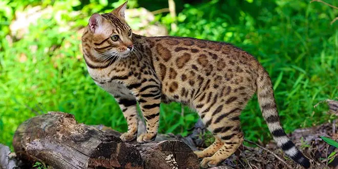 Spotted cat or striped dog